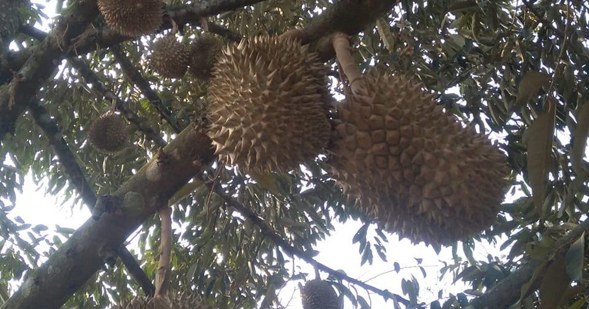 Trái sầu riêng ở vườn Sầu Riêng 3 Ngon