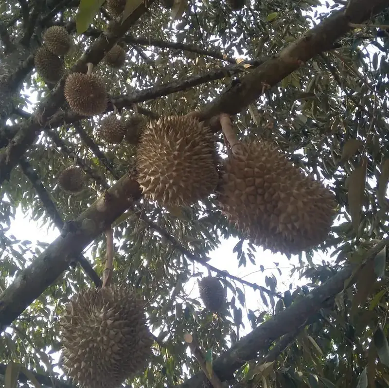 Chùm trái sầu riêng dưới tán cây