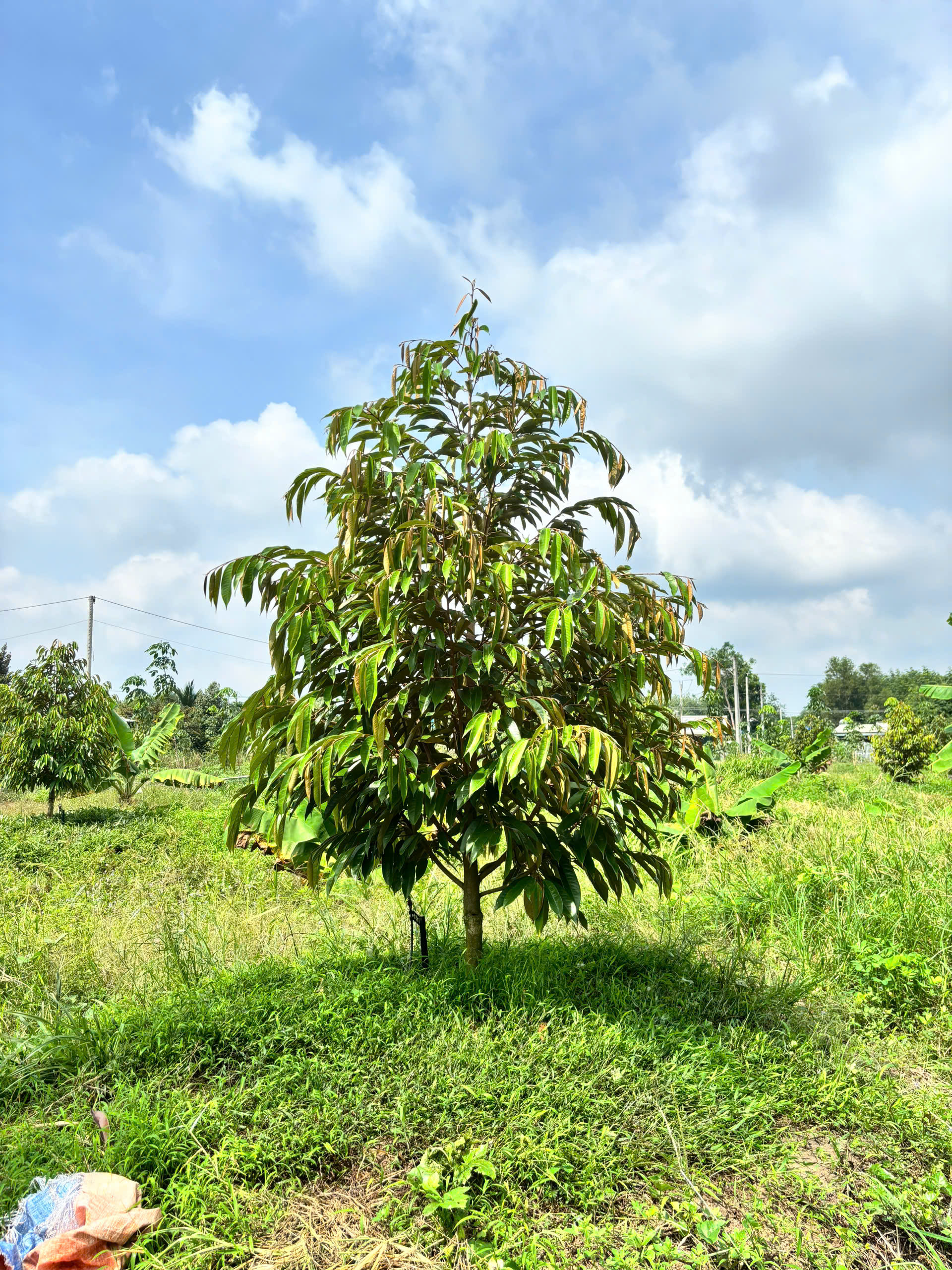 Z7010071959579 D6176d6a1f8bd2278b376ca74ca72f43