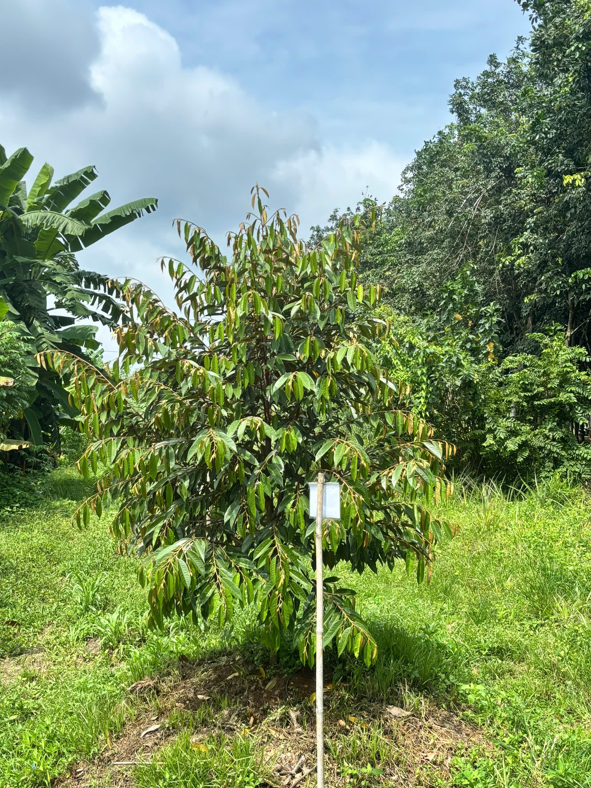 Z7010071960404 2ff03c3d381285c3472d2d3a27f715d2