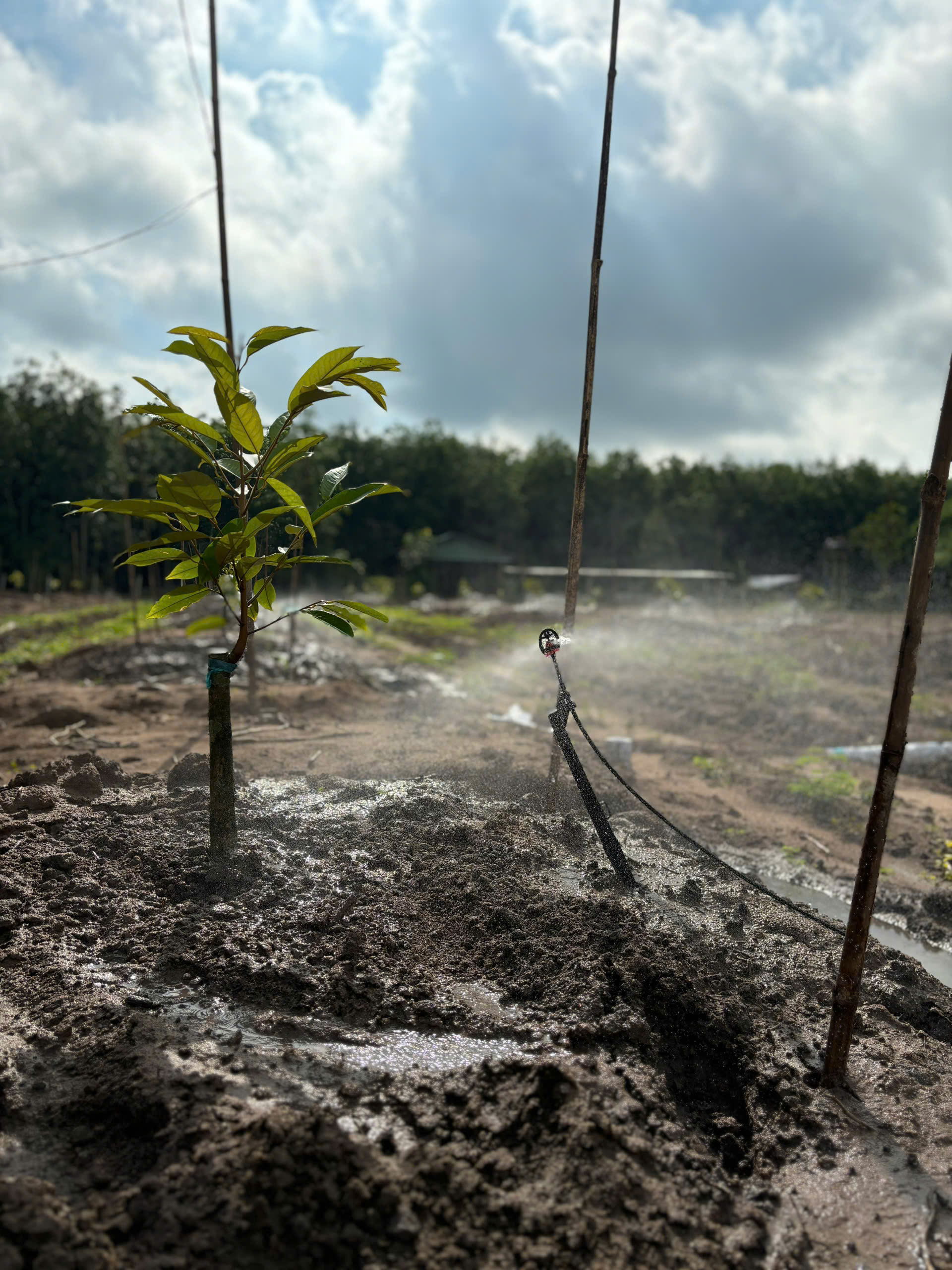 Z7010182605748 Bee3acecec2d718a8417d67b0a1b2001